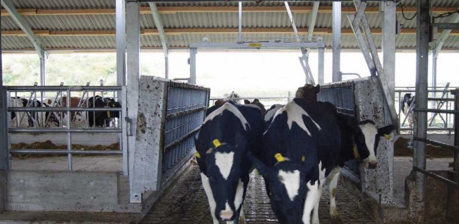 zweiteilige Futtertischbrücke geöffnet als Durchgang für Kühe