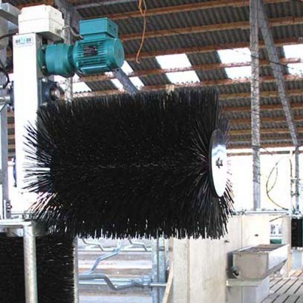 Kuhputzbürste simplex